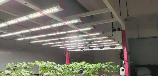 35/40 W Vollspektrum-dimmbares, wasserdichtes LED-Wachstumslicht für Spider Farmer-Gewächshäuser und vertikale Farmen